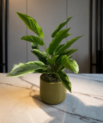 Artificial Diffenbachia Plant.